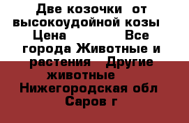 Две козочки  от высокоудойной козы › Цена ­ 20 000 - Все города Животные и растения » Другие животные   . Нижегородская обл.,Саров г.